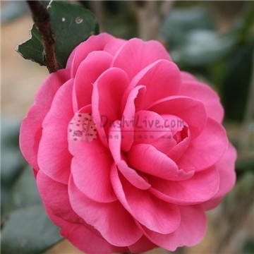 北京养生spa网告诉你尾椎骨痛如通过养生按摩何缓解插图北京养生休闲会所_都市减压spa体验-DushiLive都市体验网