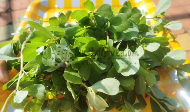 春季养生，北京保健按摩网推荐这几种养生菜插图2北京养生休闲会所_都市减压spa体验-DushiLive都市体验网