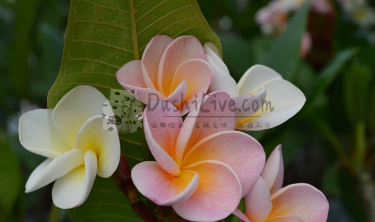 北京西城养生馆有什么高品质的服务插图北京养生休闲会所_都市减压spa体验-DushiLive都市体验网