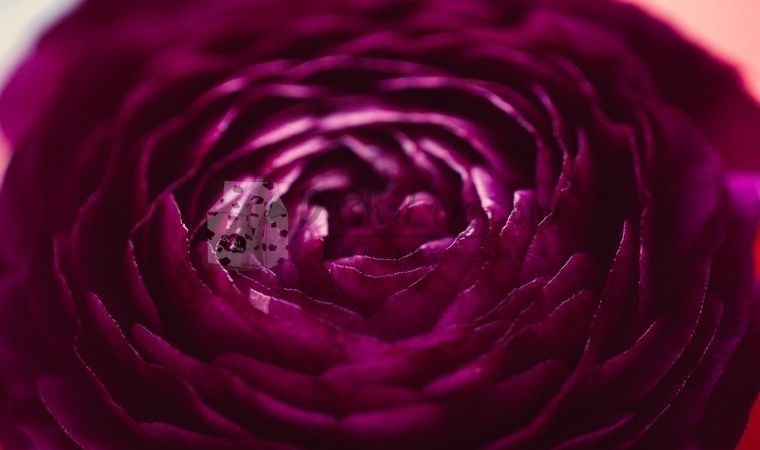 北京SPA会所里的全套精油按摩服务有什么内容插图1北京养生休闲会所_都市减压spa体验-DushiLive都市体验网