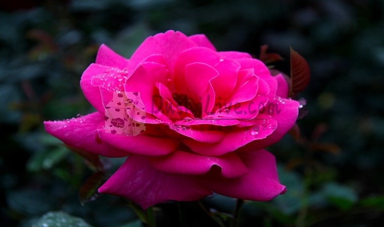 做过热石保健的朋友，北京家庭式养生会所告诉你它的好处插图1北京养生休闲会所_都市减压spa体验-DushiLive都市体验网