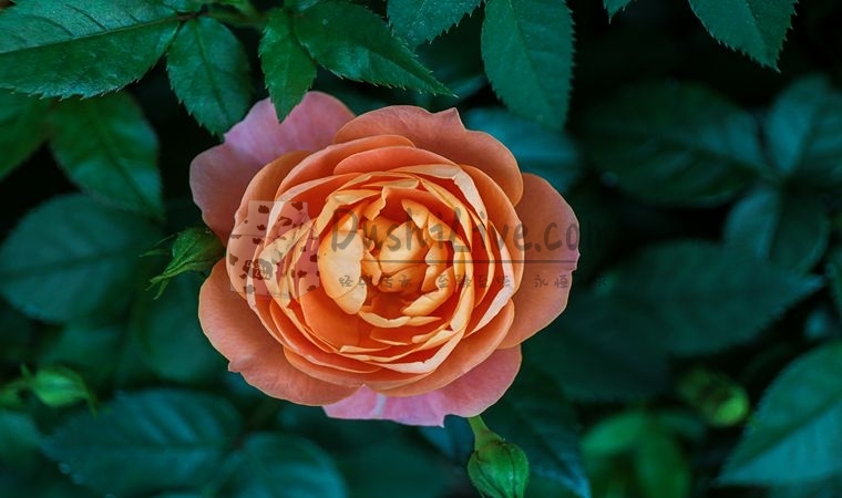 做过热石保健的朋友，北京家庭式养生会所告诉你它的好处插图2北京养生休闲会所_都市减压spa体验-DushiLive都市体验网