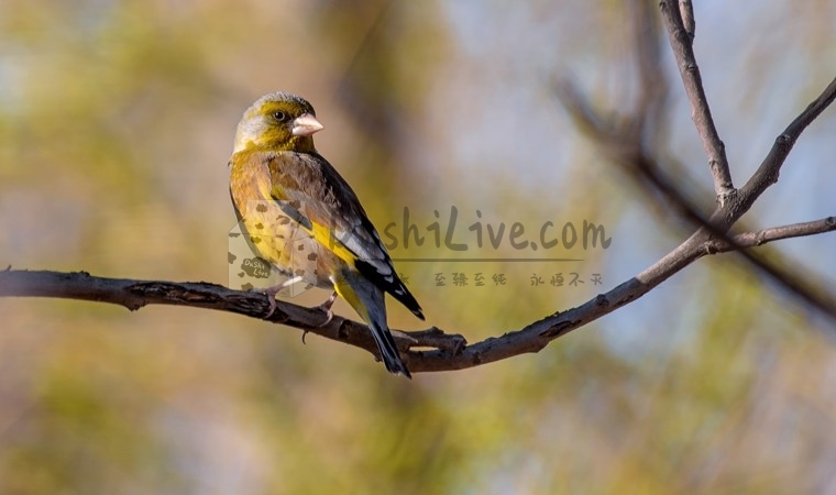 北京个人养生工作室全面升级你的健康生活插图1北京养生休闲会所_都市减压spa体验-DushiLive都市体验网