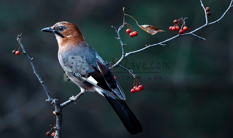 北京个人养生工作室全面升级你的健康生活插图2北京养生休闲会所_都市减压spa体验-DushiLive都市体验网