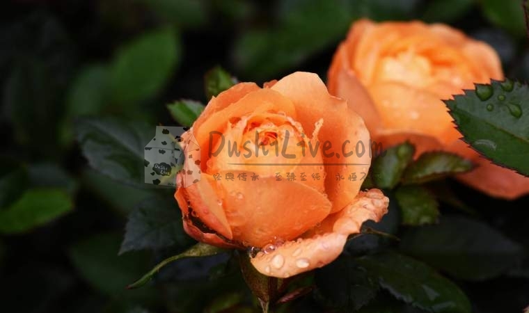 家庭式会所：在家的舒适感受全方位舒缓您的身体插图北京养生休闲会所_都市减压spa体验-DushiLive都市体验网