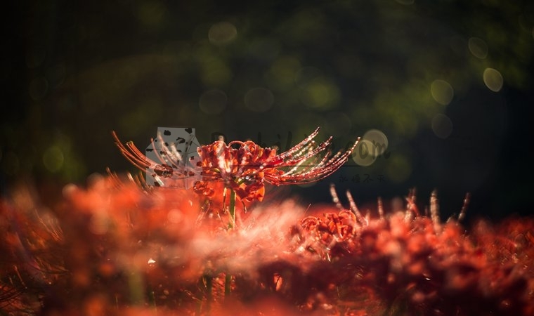 深度体验北京养生会所的细致呵护和独特服务插图2北京养生休闲会所_都市减压spa体验-DushiLive都市体验网