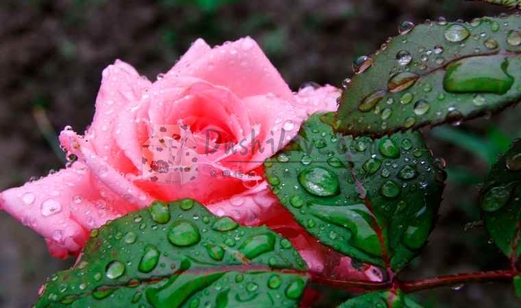 家庭式会所：在家的舒适感受全方位舒缓您的身体插图2北京养生休闲会所_都市减压spa体验-DushiLive都市体验网