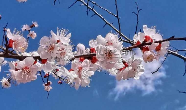 北京会所网分享的春季养生指南：保健秘诀，健康攻略一网打尽插图北京养生休闲会所_都市减压spa体验-DushiLive都市体验网