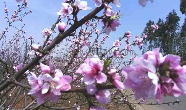 北京会所网分享的春季养生指南：保健秘诀，健康攻略一网打尽插图2北京养生休闲会所_都市减压spa体验-DushiLive都市体验网