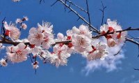 北京会所网分享的春季养生指南：保健秘诀，健康攻略一网打尽